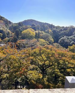 紅葉がみたい???